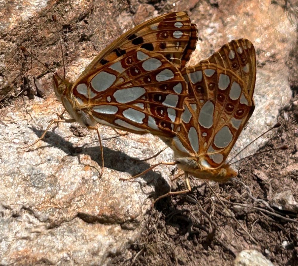 Deux papillons réunis sur la pierre